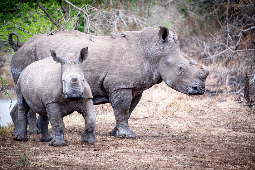 Mutter und Kind - Nashorn von Ineke Huizing