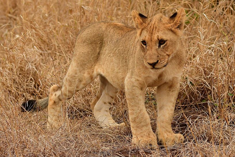 Stehendes Löwenjunges auf der Bayala Private Safari in Hluhluwe South Af. von Truus Hagen