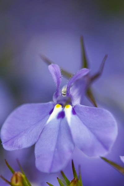 Fleur par Erwin Verweij