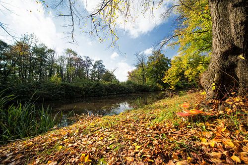 Singraven Vliegenzwam