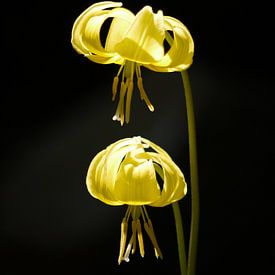 Gele lelie (bloem) van Laura Pickert