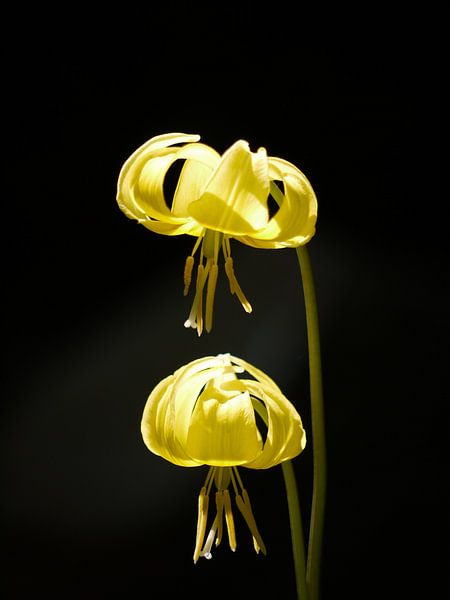 Lis jaune (fleur) par Laura Pickert