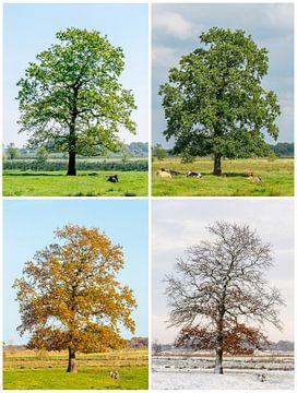 Eine Alte Eiche in allen vier Jahreszeiten als Collage