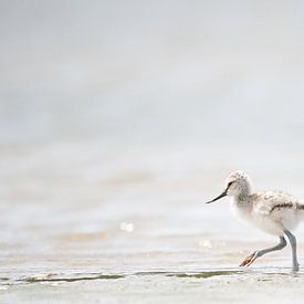 Jeune avocette en promenade sur Mike Bos