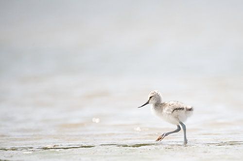 Jeune avocette en promenade