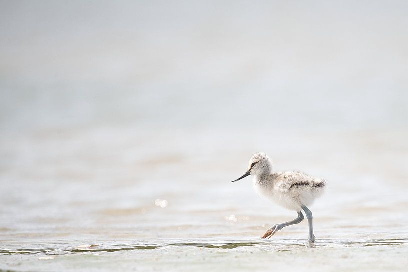 Pied-billed grebe young on a walk by Mike Bos