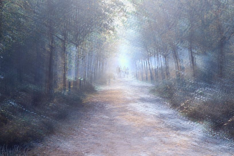 forest landscape by Marjo Snellenburg
