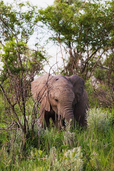 Baby elephant by Nicoline Hoeve