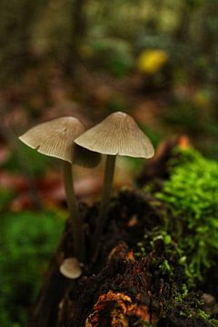 Herbst in den Niederlanden von C. van Weelden