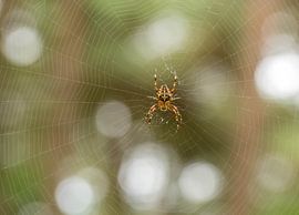 Spider by Marco Liberto