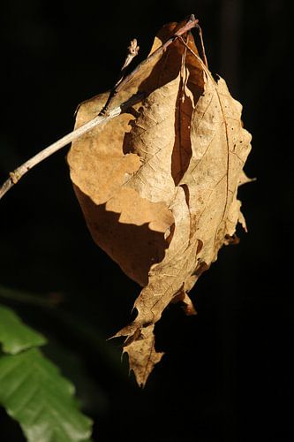 L'automne dans le Warande
