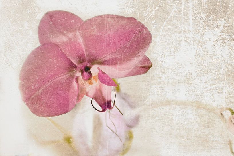 Orchidee bloem in roze van Christine Nöhmeier