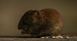 Wühlmaus.