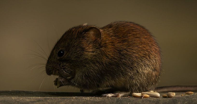 vole. by Wouter Van der Zwan