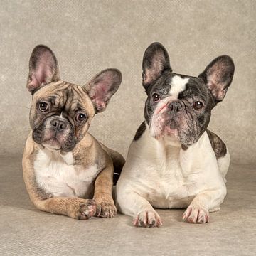 Französische Bulldogge von Tony Wuite