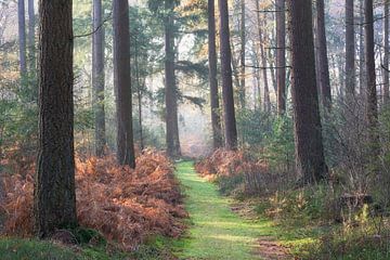 Grüner Weg durch den Wald von Cor de Hamer