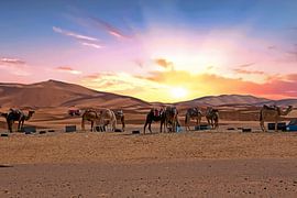 Camels in the Erg Shebbi desert in Morocco at sunset by Eye on You
