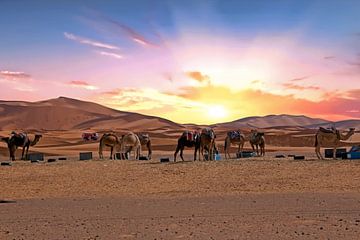 Kamelen in de  Erg Shebbi woestijn in Marokko bij zonsondergang van Eye on You