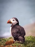 Papageientaucher auf den Klippen der Insel Skomer