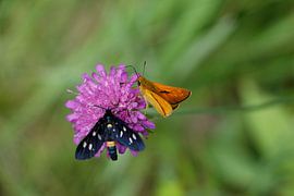 Schmetterlinge von Christel Smits