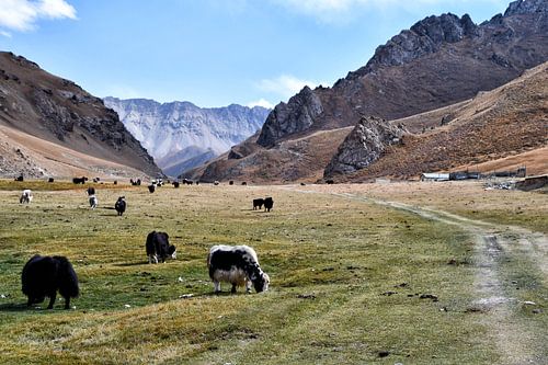 Troupeau de yaks à Tash Rabat, Kirghizistan sur Ton Wever