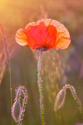 Roter Mohn