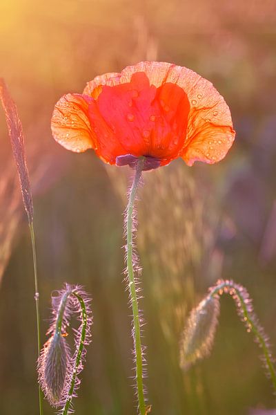 Red poppy by Johann Pavelka