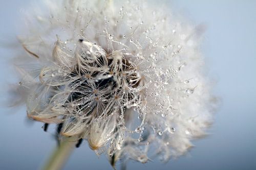 raindrops in blue and white
