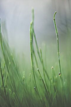 Gras van Robert Wiggers