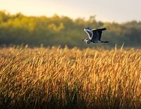 Heron in the morning