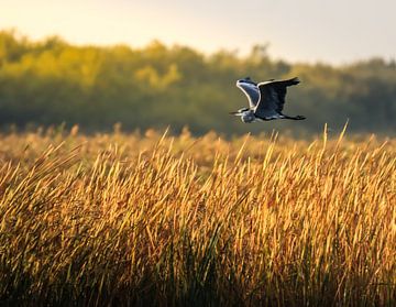 Reiger in de ochtend van J.H Photoart