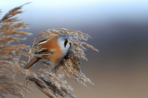 Baardman of baardman (Panurus biarmicus) Baden-Württemberg