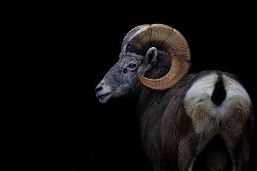 mouflon d'Amérique