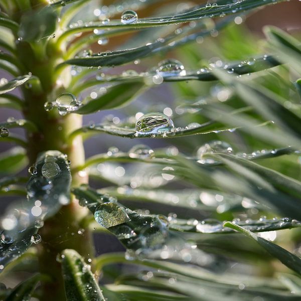 Waterspiegels in wolfsmelk van Marion Lucassen