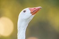 Boerengans portret van Sjoerd van der Wal Fotografie thumbnail