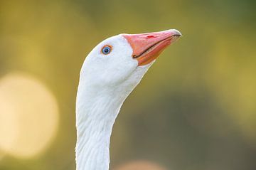Domestic goose headshot portrait by Sjoerd van der Wal Photography