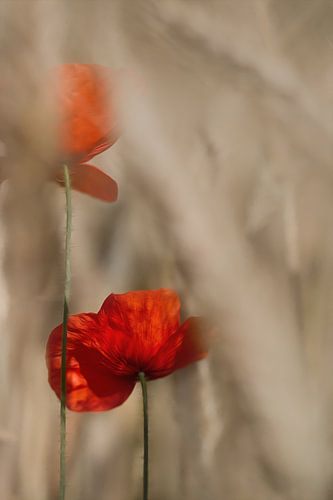 deux coquelicots dans un champ de maïs