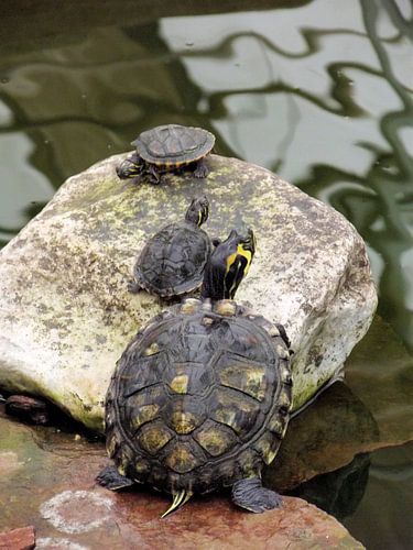 Schildpadden lopen naar het water.
