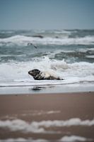 Grey seal in Texel en route to the sea