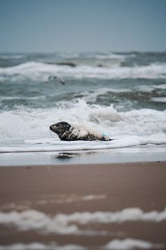 Grijze zeehond in Texel onderweg naar de zee van Faye van Genderen