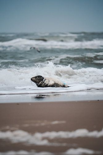 Grey seal in Texel en route to the sea
