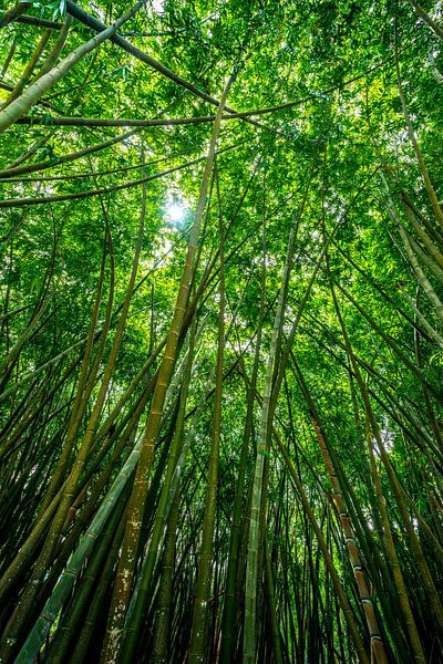 Gigantische bamboe  bos met zonneschijn van Ruurd Dankloff