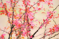 Berberis van Niek Traas thumbnail