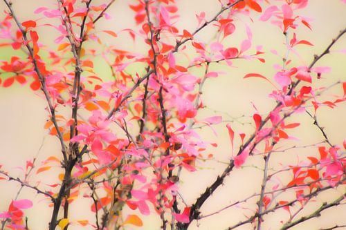 Berberis