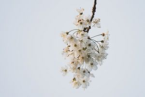 Branche de fleurs blanches