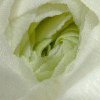Fibonacci