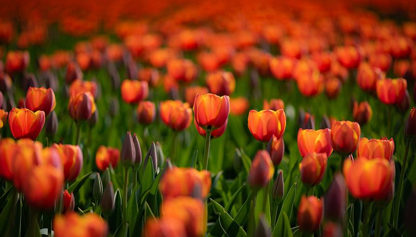 Orange Tulips by Alex Hiemstra