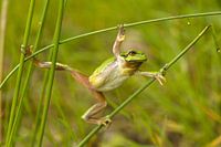 Laubfrosch