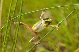 Tree frog by Ronald Kromkamp