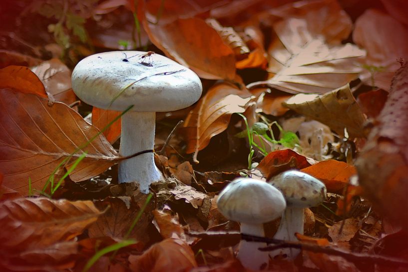 &quot;mug op paddestoel&quot; / &quot;mosquito on a mushroom&quot; par Pascal Engelbarts